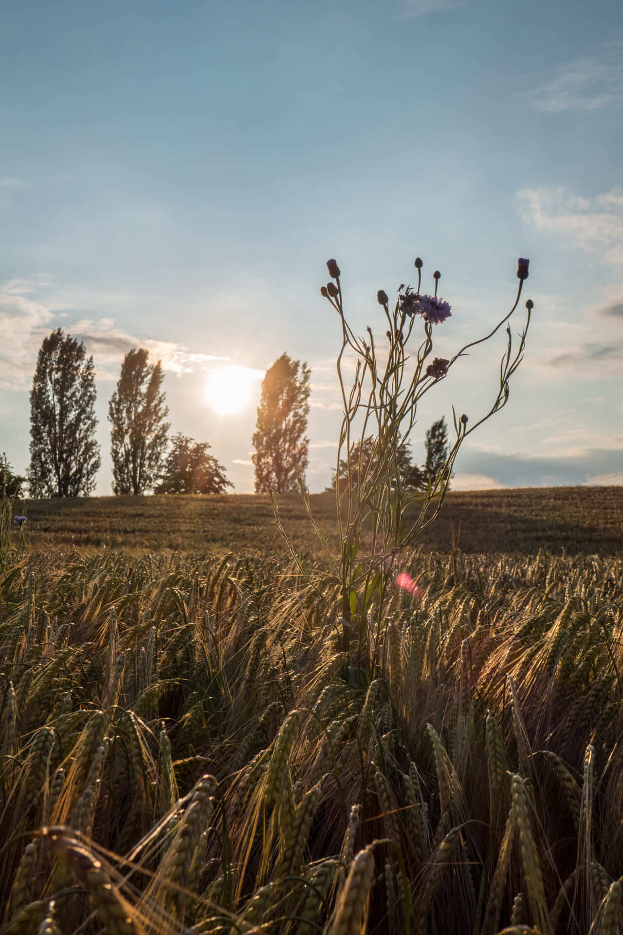 HB_Traunstein_Natur-die-für-uns-arbeitet-Header